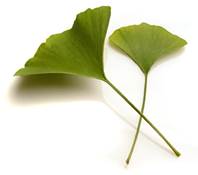 Beschreibung: Ginkgo-Bltter